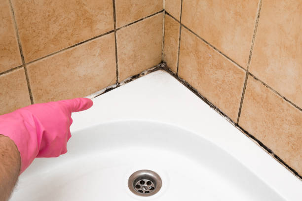 Best Attic Mold Removal  in River Bend, NC